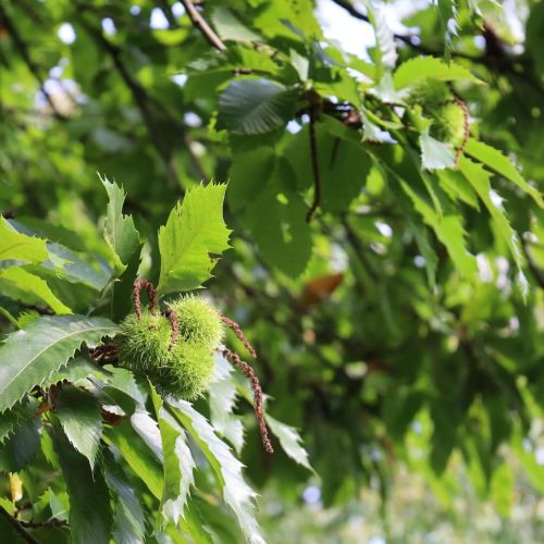Ch&acirc;taignes en devenir