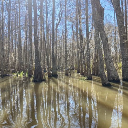 Le bayou myst&eacute;rieux