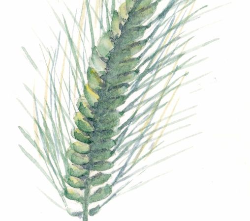 blé aquarelle florian t serstevens