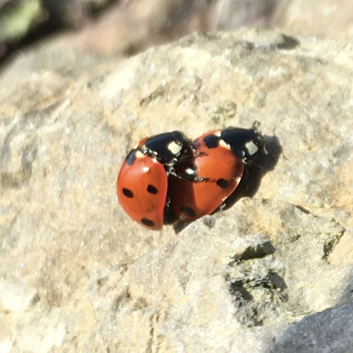 coccinelle