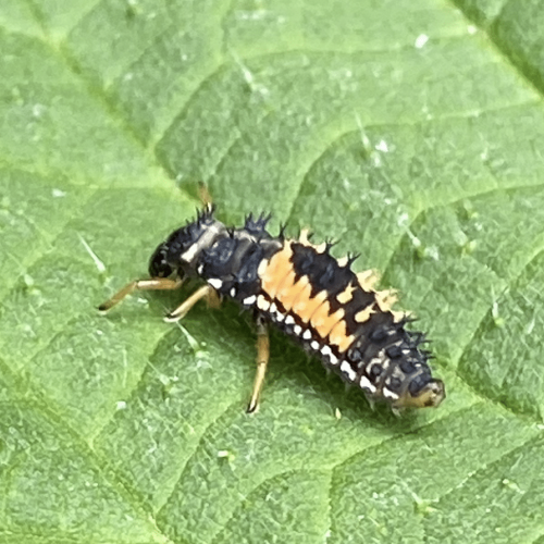 Larve de coccinelle chinoise
