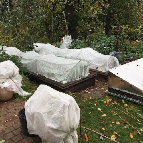 Les saints de glace ?