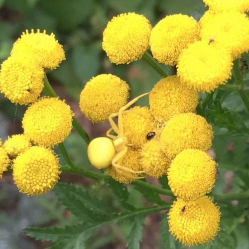 mim&eacute;tisme de l'araign&eacute;e