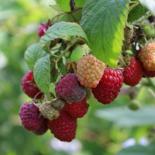 framboise rouge grappe formation pas a pas permaculture belgique