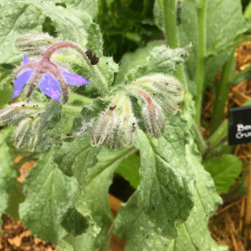 La bourrache en fleurs