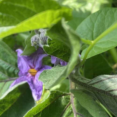 Aubergine