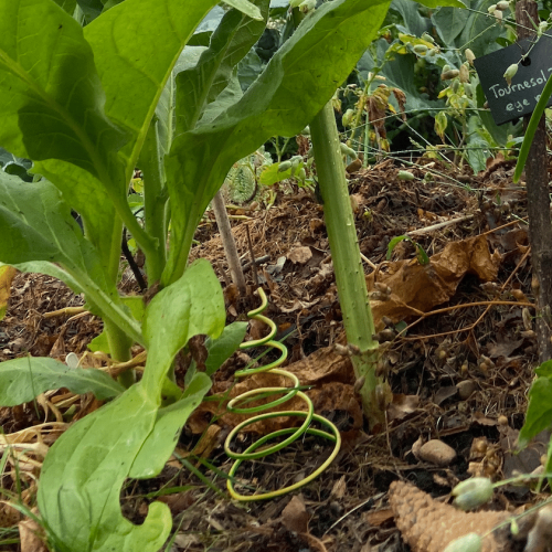 &eacute;lectroculture tournesol