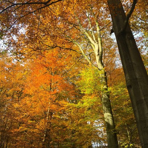 La for&ecirc;t de Soignes